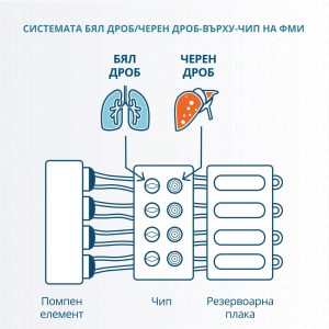 "органи-върху-чип"
