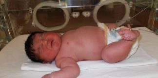 бебе гигант