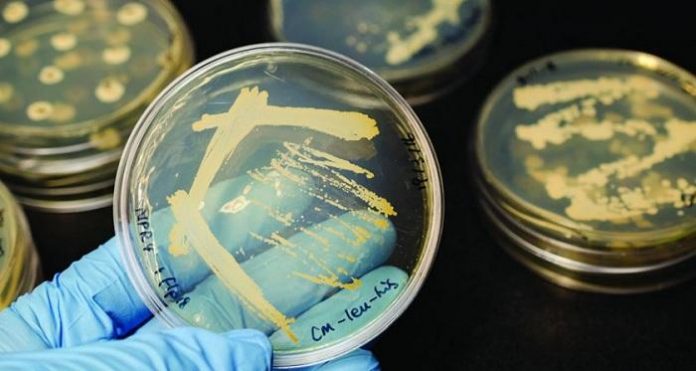 бактерии бактерии