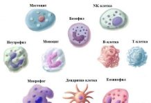 имунните клетки