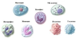 имунните клетки