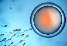 яйцеклетки