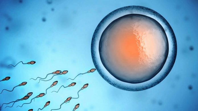 яйцеклетки яйцеклетки