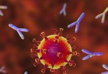 автоантитела