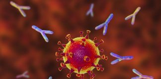 автоантитела