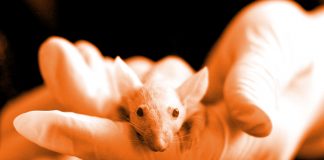 "органи-върху-чип"