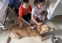 Куче терапевт в Педиатрията куче