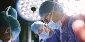 свински бъбрек