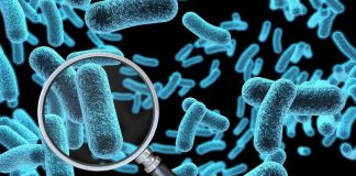 бактериите