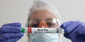 птичият грип