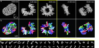 хромозомите