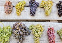 Гроздето – суперхрана с над 1600 полезни съединения за мозъка, сърцето и кожата суперхрана