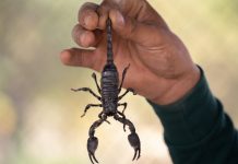 Отровният скорпион е новото оръжие срещу рака на мозъка скорпион