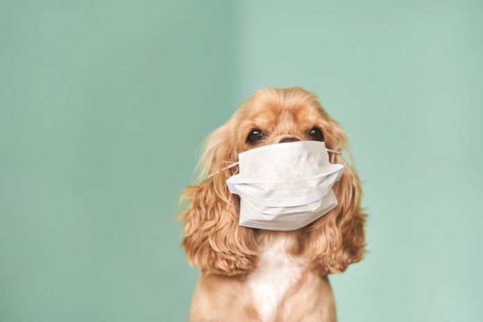 коронавирус коронавирус