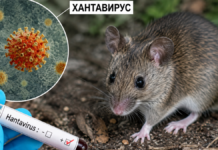 хантавирусът