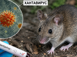 хантавирусът